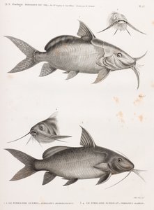 De Pimedlode Guemel & De Pimelode Scheilan