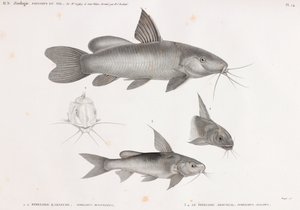De Pimelode Karafche & De Pimelode Aboureal