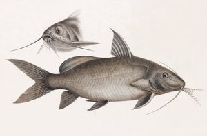 De Pimelode Scheilan