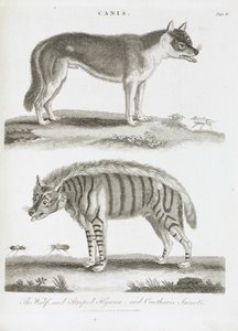 De wolf en de gestreepte hyena en cantharis insecten