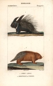 De stekelvarken en de eretison of urson of stekelvarken van Amerika - Gravure door Jean Gabriel Pretre, gegraveerd door Carnonkel, voor het woordenboek van natuurwetenschappen: zoogdieren door Frederic Cuvier, bewerkt door Pierre Jean Francois Turpin door Unbekannter Künstler
