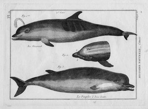 De bruinvis en de dolfijn in "Tableau Encyclopedique et Methodique des trois Regnes de la Nature" door Pierre Joseph Bonnaterre, Parijs 1784 door Unbekannter Künstler