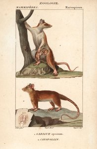 De sarigue of opossum en de cayopollin - Gravure door Jean Gabriel Pretre, gegraveerd door Carnonkel, voor het woordenboek van natuurwetenschappen: zoogdieren door Frederic Cuvier, bewerkt door Pierre Jean Francois Turpin door Unbekannter Künstler