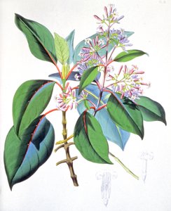 Bladeren en bloemen van de kinaboom, ca. 1850 (gravure) door Unbekannter Künstler