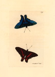 Lepidoptere, gezien vanaf de vleugels, de bovenkant heeft rode lijnen en de achterkant bij de mannetjes is blauw gekleurd, Ancyluris meliboeus - Lithografie door Richard Polydore Nodder gepubliceerd in The Naturalist Miscellany