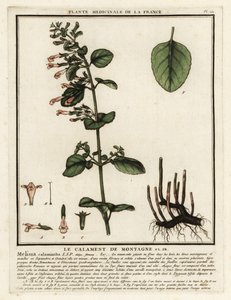 Kleine bergsteentijm, Clinopodium nepeta door Unbekannter Künstler