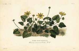 Gewone speenkruid, Ficaria verna, Ficaria ranunculoides, Ficaire fauss renoncule door Unbekannt