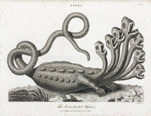 De zevenkoppige hydra door Unbekannt