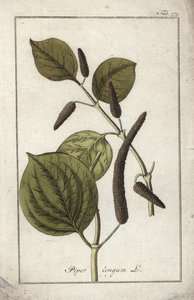Lange peper (Piper longum). Lithografie uit “Afbeelding der Artseny-Gewassen” door Johannes Zorn (1739-1799), Nederland door Unbekannter Künstler