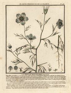 Juffertje-in-het-groen, Nigella arvensis door Unbekannter Künstler