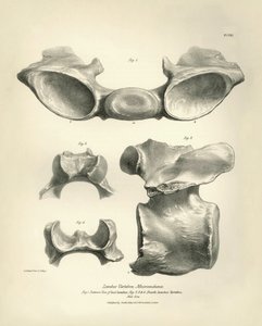 Lendenwervel van Macrauchenia, een prehistorisch dier, gevonden door Charles Darwin tijdens zijn ontdekkingsreis aan boord van de Beagle. 
