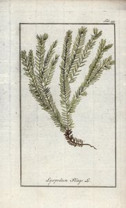 Lycopod in clubs of officinale lycopod (Lycopodium clavatum). Lithografie uit Afbeelding der Artseny-Gewassen door Johannes Zorn (1739-1799), Nederland