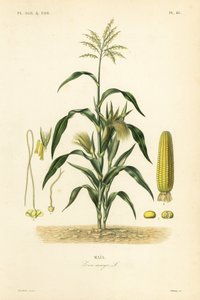 Maïs of koren, Zea mays door Unbekannt