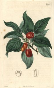 Mannelijke kornoelje, tak met fruit. Illustratie door C. Curtis, gravure door Weddell. Kleurengraveerwerk in The Curtis Botanical Magazine, door Samuel Curtis