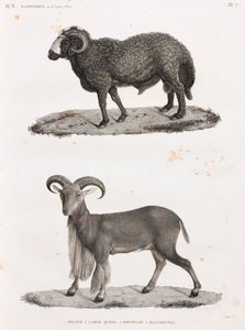 Zoogdieren: een ram met een grote staart en een Barbarijs schaap