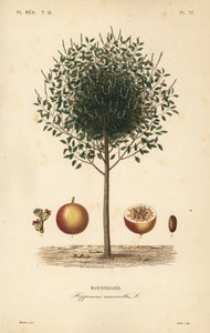 Manchioneelboom, Hippomane mancinella, Mancenillier door Unbekannt