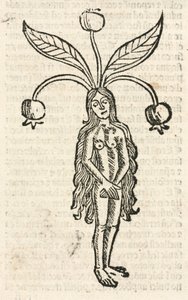 Mandragora (vrouwelijke vorm) door Unbekannt