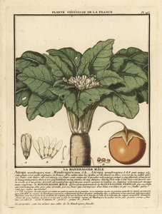 Mandragora, Mandragora officinarum door Unbekannter Künstler