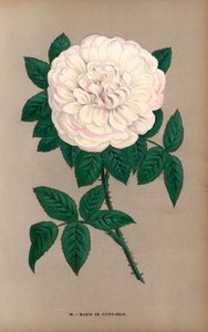 Marie de Saint-Jean roos, variëteit van de Portland roos, Rosa portlandica, gekweekt door Monsieur Damaizin in Lyon in 1869. Chromolithografie getekend en gelithografeerd naar de natuur door F. Grobon uit Hippolyte Jamain en Eugene Forney