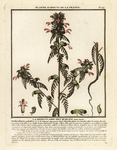 Moerasluiswortel, Pedicularis palustris door Unbekannter Künstler