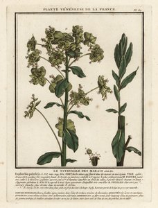 Moeraswolfsmelk, Euphorbia palustris