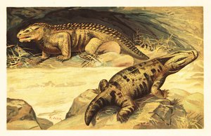 Mastodonsaurus en Pareiasaurus, 1908 door Unbekannter Künstler
