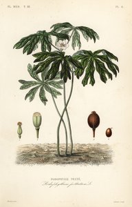 Mayapple of Amerikaanse alruin, Podophyllum peltatum