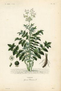 Moerasspirea, Filipendula ulmaria, Spiraea ulmaria, Ulmaire door Unbekannt