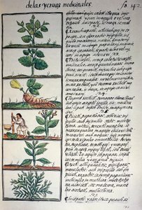 Medicinale planten, tekst in Nahuatl, uit facsimile van manuscript Algemene Geschiedenis van de Dingen van Nieuw-Spanje, ook bekend als Florentijnse Codex, door Bernardino de Sahagun door Benjamin Baud