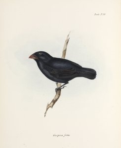 Middelgrote grondvink, Galapagos Eilanden, ca. 1832-1836