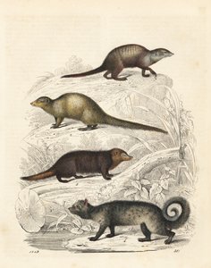 Stokstaartje, Suricata suricatta 1, Indiase grijze mangoest, Herpestes edwardsii 2, gewone kusimanse, Crossarchus obscurus 3, en Aziatische palmroller, Paradoxurus hermaphroditus 4. Handgekleurde lithografie uit Carl Hoffmann