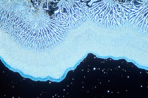 Micrografie (Licht) Colloïdaal silica, licht micrografie door Unbekannt