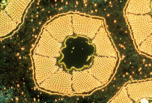 Micrografieën (Licht) Laagtemperatuur supergeleider, licht micrografie