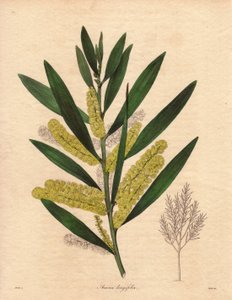 Mimosarups (Acacia longifolia), struik met blijvend blad, tot 3 tot 6 meter hoog, met bloeiwijze in lange, citroengele epis, zeer geurend. Plant inheems in Nieuw-Holland (Australië), geïntroduceerd in Groot-Brittannië in 1792. Illustratie door R. Mills (ac