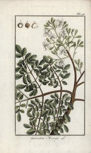 Moringa (Moringa oleifera). Lithografie uit “Afbeelding der Artseny-Gewassen” door Johannes Zorn (1739-1799), Nederland door Unbekannter Künstler