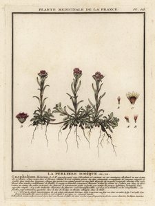 Berg eeuwig, Antennaria dioica door Unbekannter Künstler