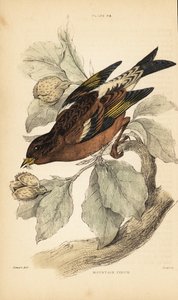 Bergvink of keep, Fringilla montifringilla door Unbekannter Künstler