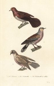 Treurduif, tortelduif en roodogige duif