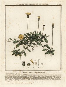 Muizenoor, Pilosella officinarum door Unbekannter Künstler
