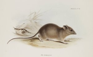 Muis, Galapagos Eilanden, ca. 1832-1836