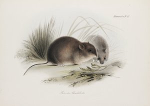 Muis, Tierra del Fuego, Zuid-Amerika, ca. 1832-1836 door Unbekannter Künstler