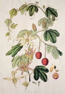 Murucuja baueri/Passiebloem/Passiebloem/Passiebloem