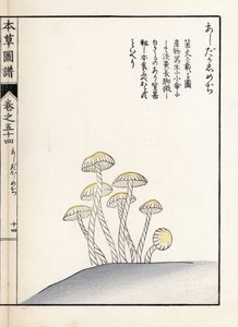 Paddenstoelen: shimeji ashitaka - Japanse prent door Kanen Iwasaki, uit Honzo Zufu, illustratieve gids voor geneeskrachtige planten