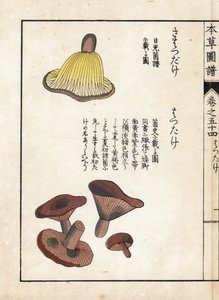 Paddenstoelen: variëteiten van melk precoces (eetbaar) - Japanse prent door Kanen Iwasaki, uit Honzo Zufu, illustratieve gids voor geneeskrachtige planten door Unbekannter Künstler