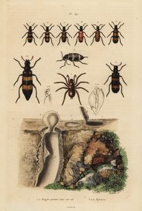 Mygalomorfe valdeurspin en zijn nest, en kevers, Mylabris soorten