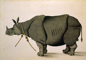 Neushoorn mogelijk uit de Francis Buchanan Collectie, c.1800, kunstenaar onbekend door Unbekannter Künstler