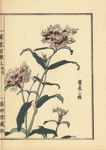 Nadeshiko of franje anjer, Dianthus monspessulanus - Kusa Bana Hyakushu (Honderd variëteiten bloemen), Tokyo door Unbekannter Künstler