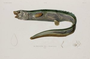 Natacanthus nasus, IJsland, begin 19e eeuw door Unbekannter Künstler