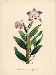 Halsketting-stengel dendrobium of sekikoku orchidee, Dendrobium moniliforme door Unbekannter Künstler