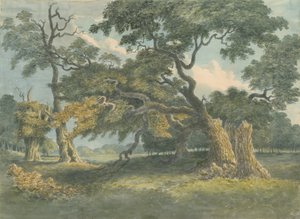 Needwood - Eik: aquarel schilderij, nd [?19e eeuw] door Unbekannt